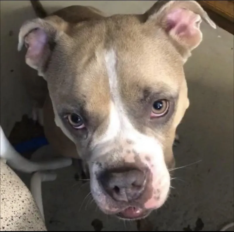 Shortcake Sweets thumbnail 4