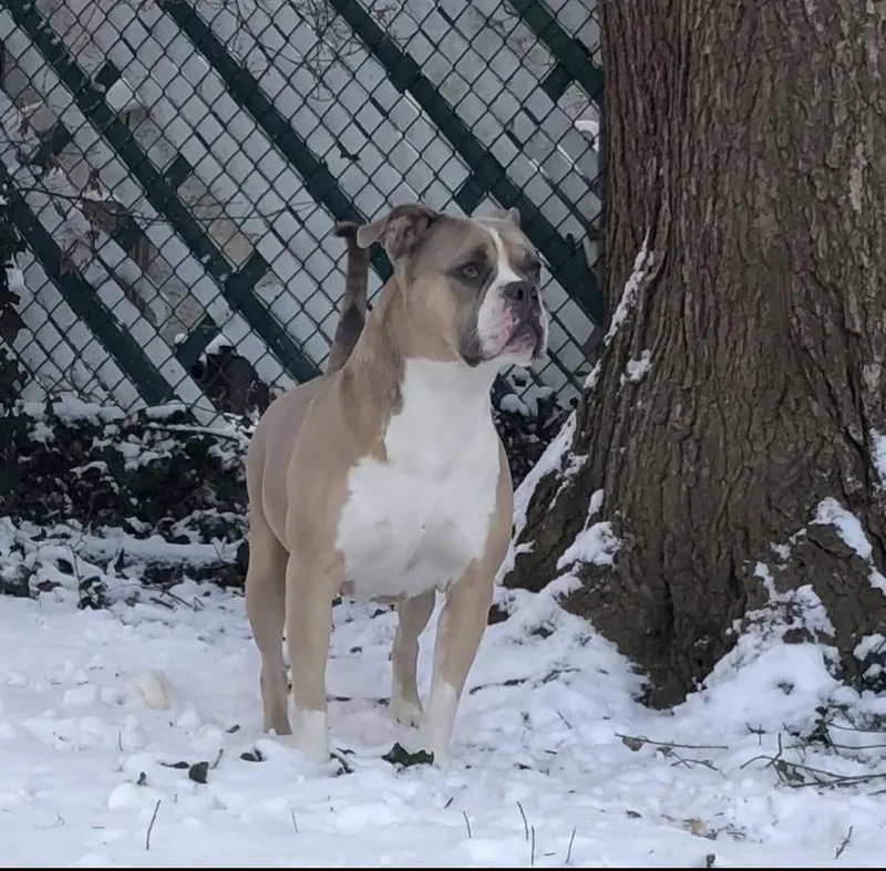 Shortcake Sweets thumbnail 6