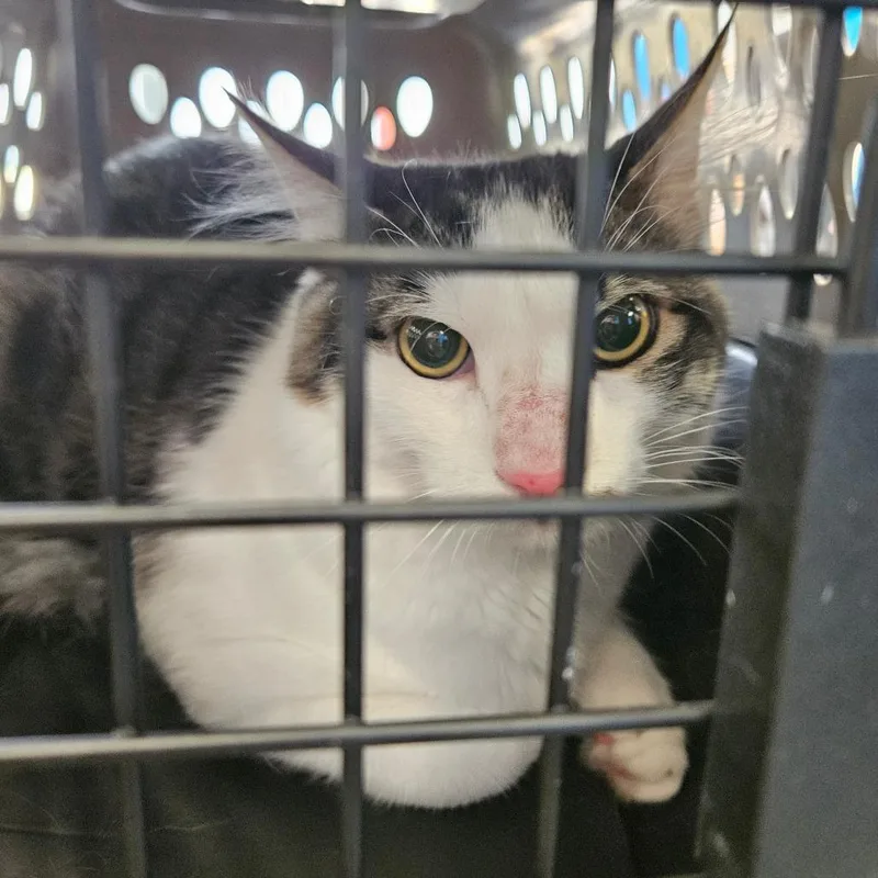 A young large-sized male Gray / Blue / Silver Domestic Short Hair cat named Jag for adoption in Montgomery, AL