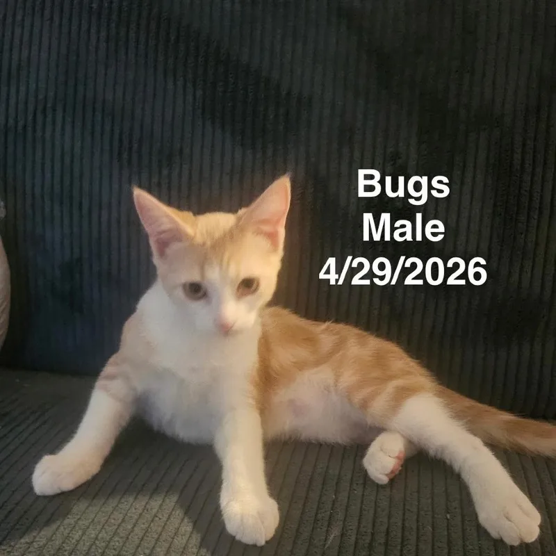 Bugs