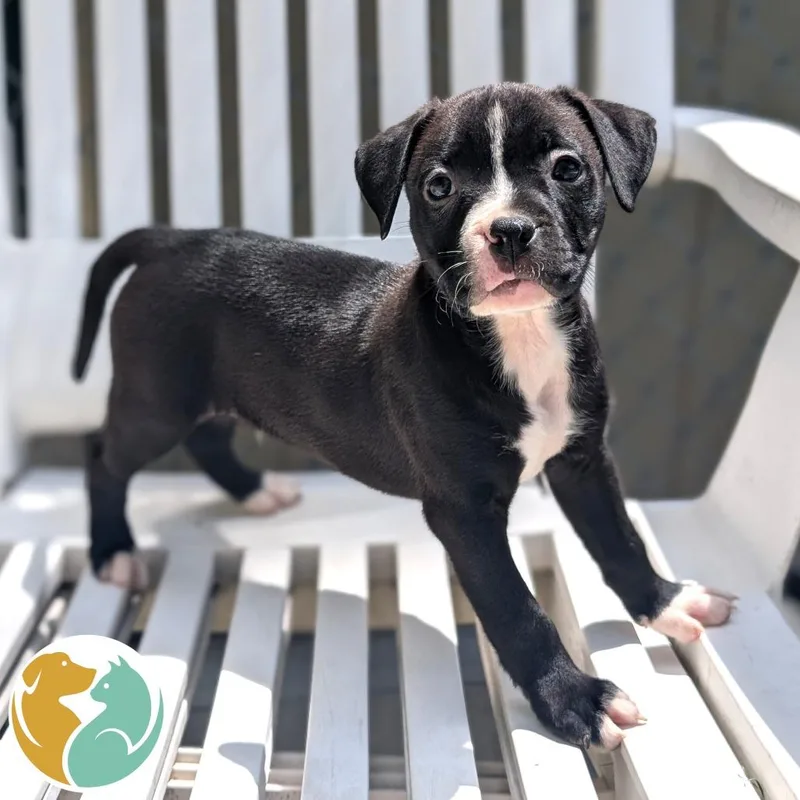 A baby small-sized male Black Pit Bull Terrier dog named Seis for adoption in Toledo, OH