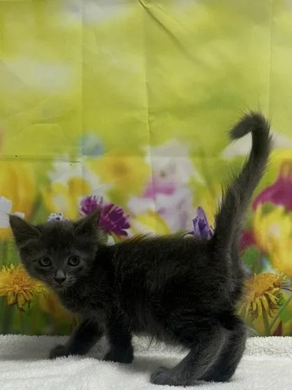 A young small-sized female Domestic Short Hair cat named Newt for adoption in San Antonio, TX