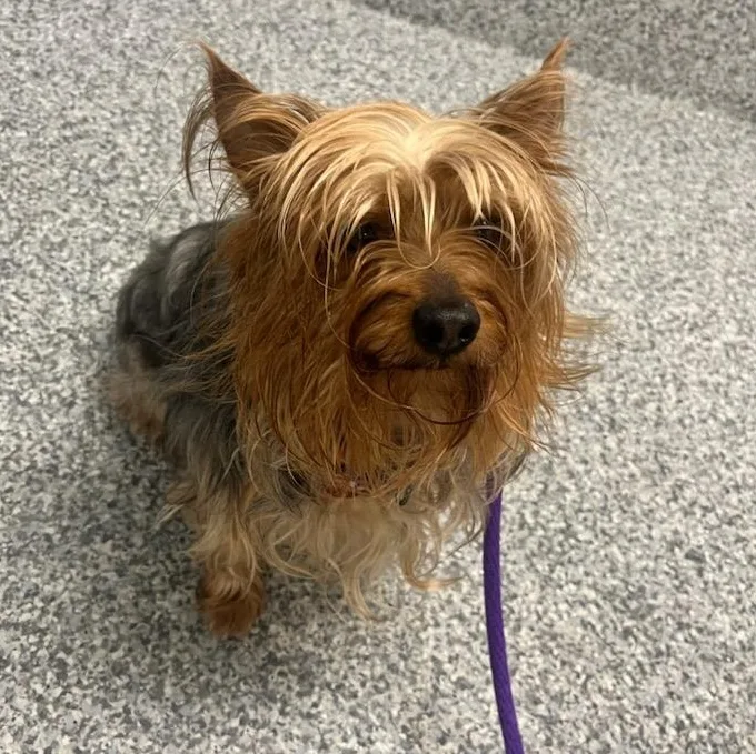 An adult small-sized male Yellow / Tan / Blond / Fawn Yorkshire Terrier dog named Tappy for adoption in Manassas, VA