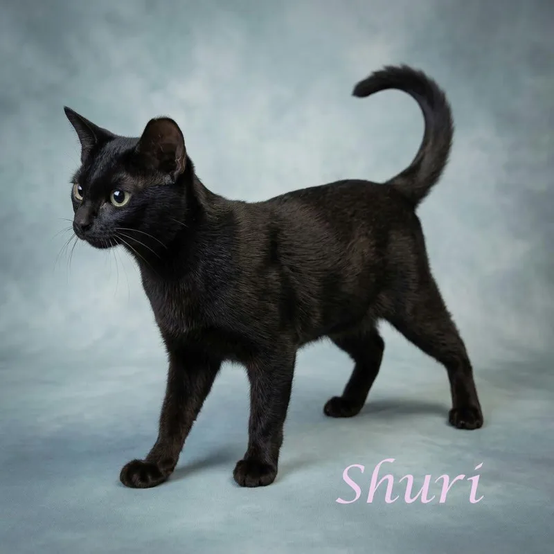 A baby small-sized female Black Domestic Short Hair cat named Shuri C for adoption in Lebanon, TN