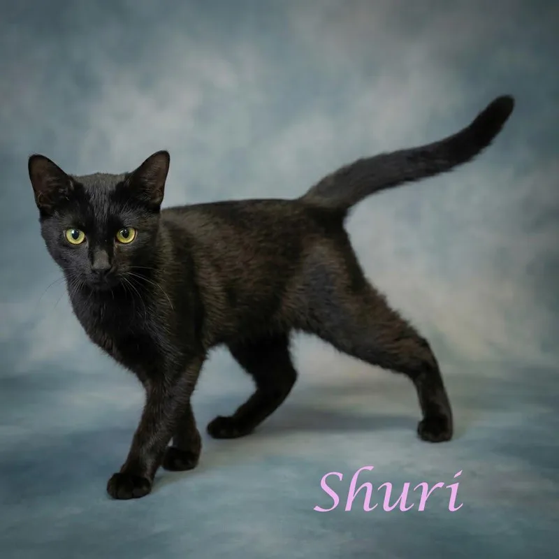 Shuri C thumbnail 2