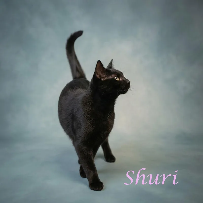 Shuri C thumbnail 3