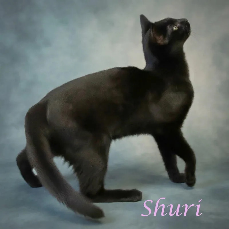 Shuri C thumbnail 4
