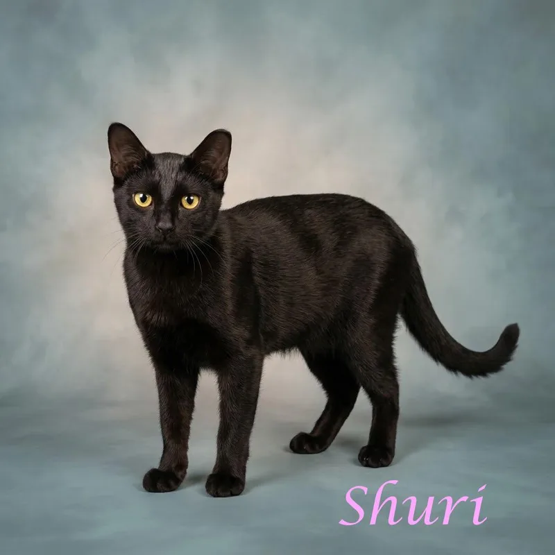 Shuri C thumbnail 5
