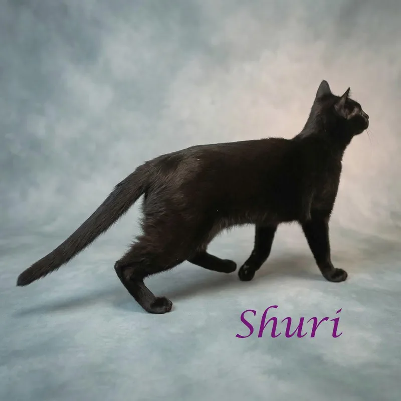 Shuri C thumbnail 6
