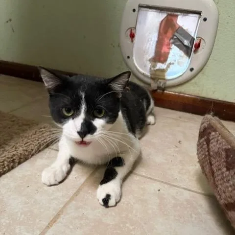 A young medium-sized male Black & White / Tuxedo American Shorthair cat named Mr. Wobbles for adoption in Albuquerque, NM