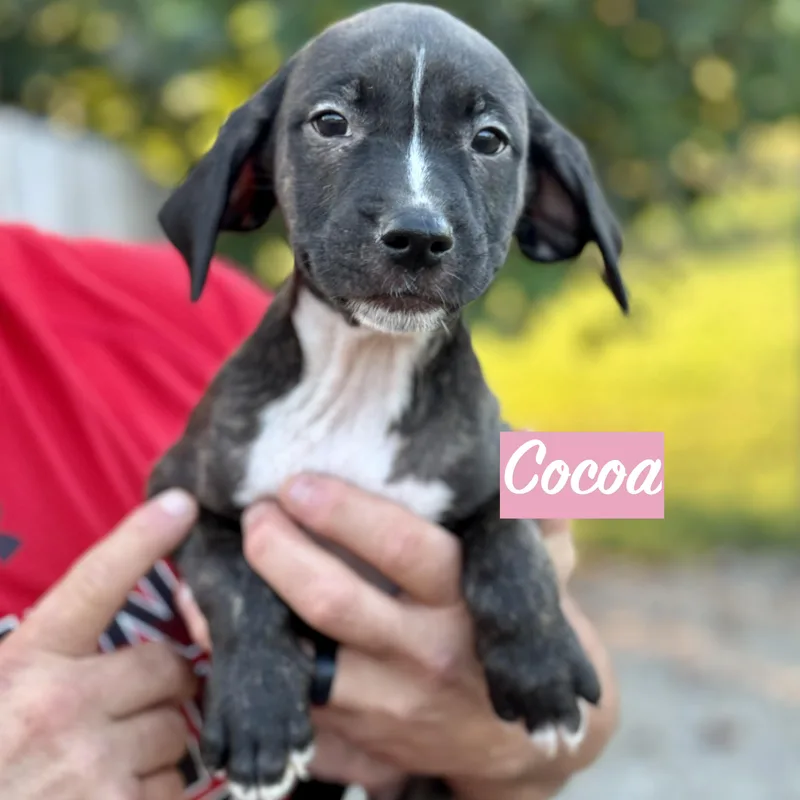 .cocoa