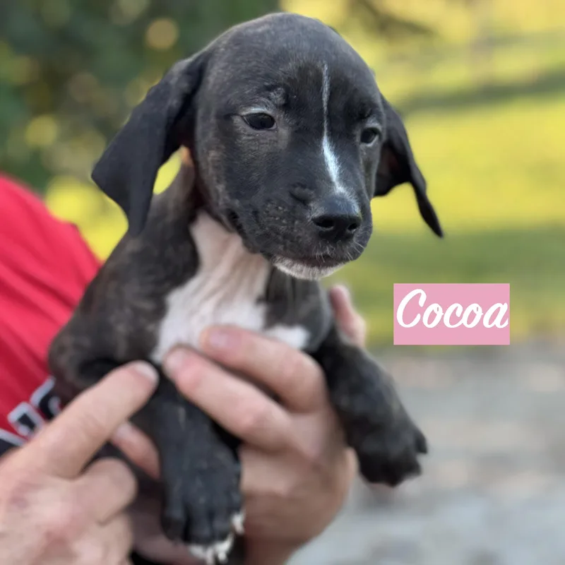 .cocoa thumbnail 2