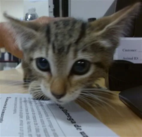 A baby small-sized female Domestic Short Hair cat named Ivania for adoption in Miami, FL