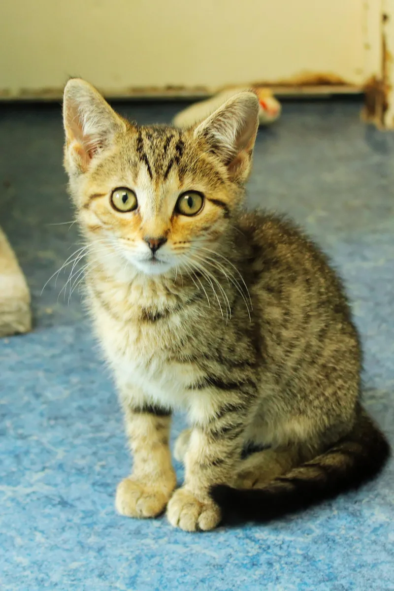 A baby medium-sized female Tabby (Brown / Chocolate) Domestic Short Hair cat named Bramble for adoption in Urbana, OH