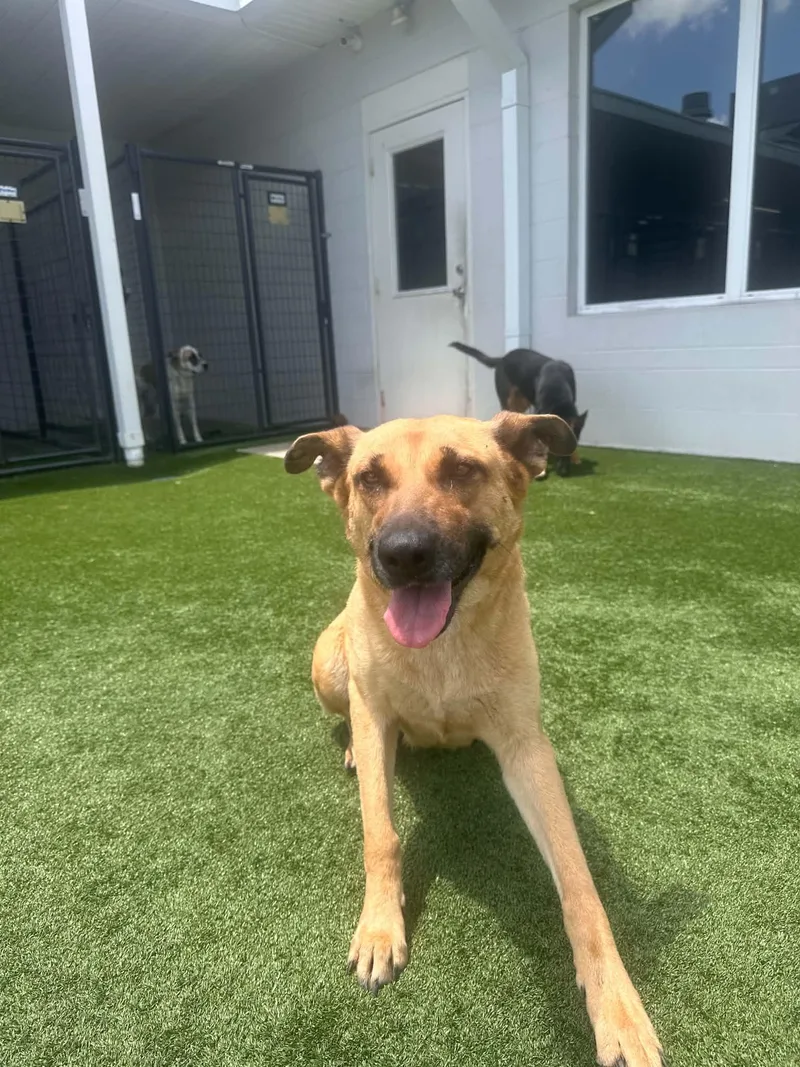 An adult medium-sized female German Shepherd Dog dog named Lily Gs for adoption in Allen, TX