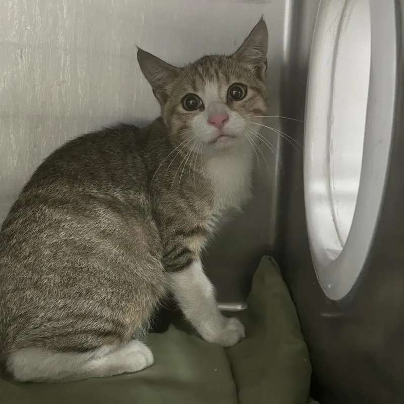 A young small-sized male Gray / Blue / Silver Domestic Short Hair cat named Capri for adoption in Newark, NJ