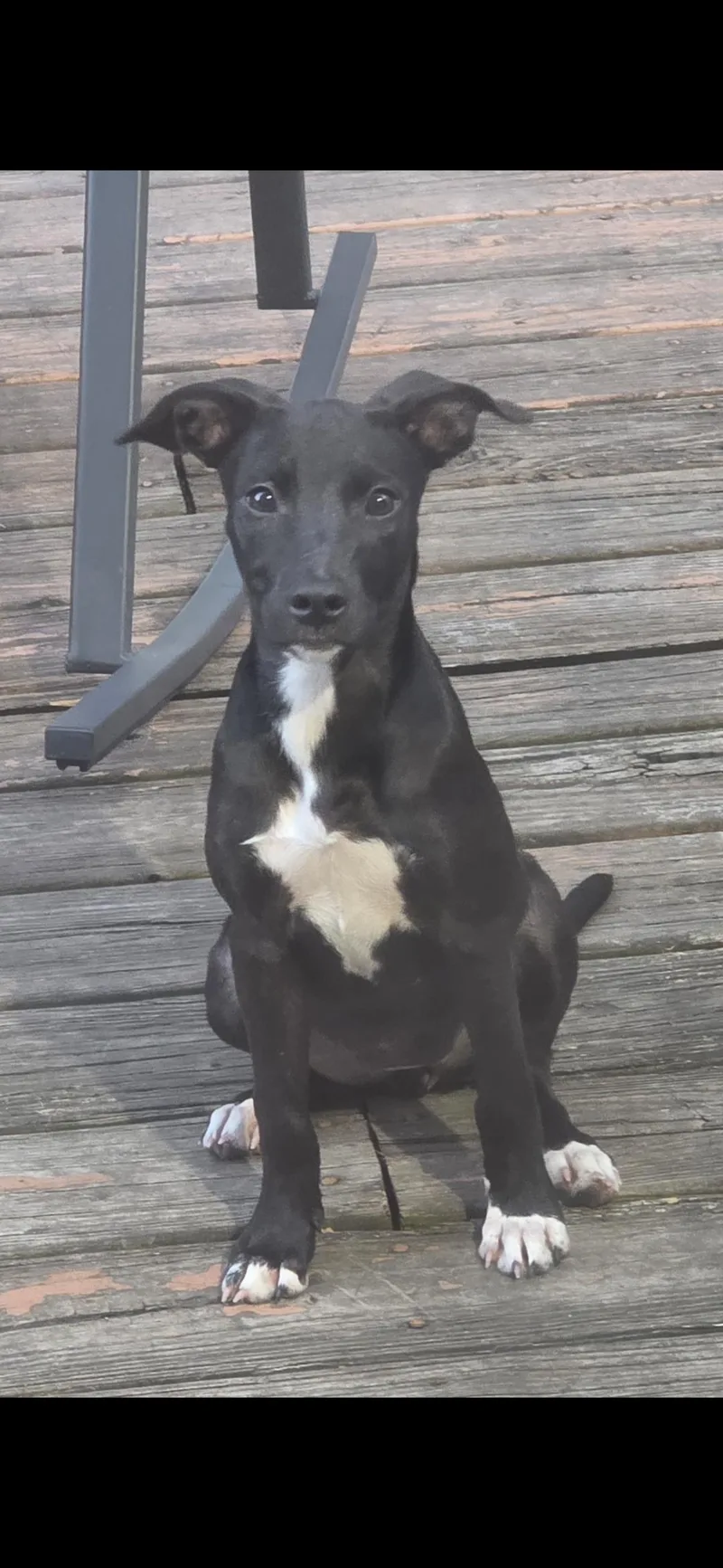 A young large-sized female Black Mixed Breed dog named Nora for adoption in Kenosha, WI