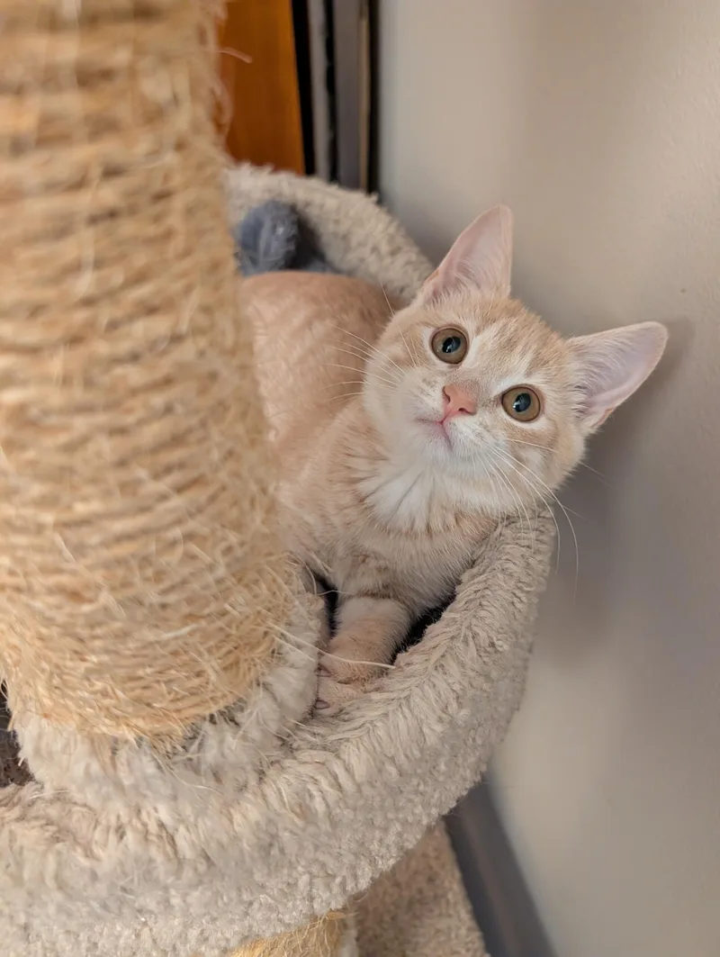 A baby medium-sized female Tabby (Orange / Red) Domestic Short Hair cat named Romee for adoption in Grove City, OH