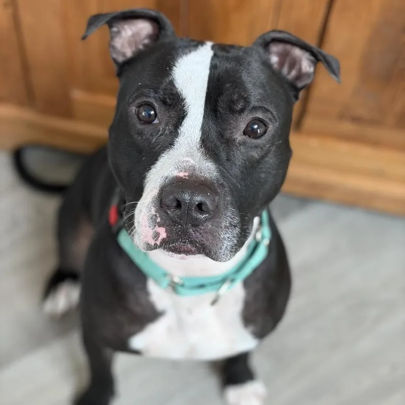 An adult medium-sized male Black Pit Bull Terrier dog named Dylan for adoption in Weimar, CA