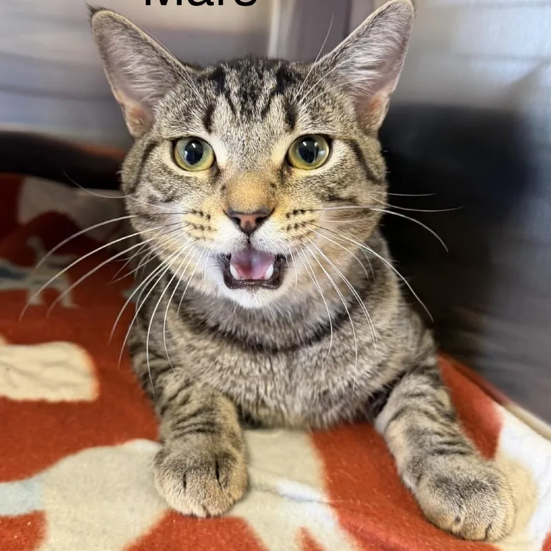 An adult small-sized male Domestic Short Hair cat named Mars for adoption in Knoxville, TN
