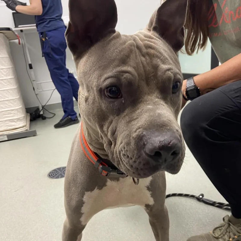 An adult medium-sized male Gray / Blue / Silver Pit Bull Terrier dog named Smoke for adoption in Abilene, TX