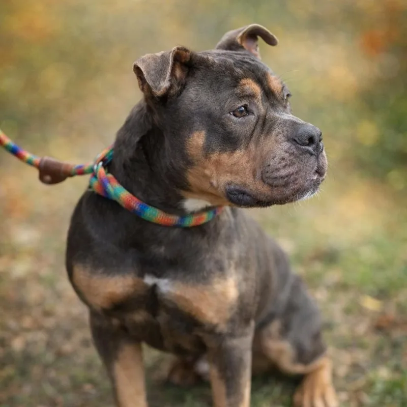 Buster Brown thumbnail 2