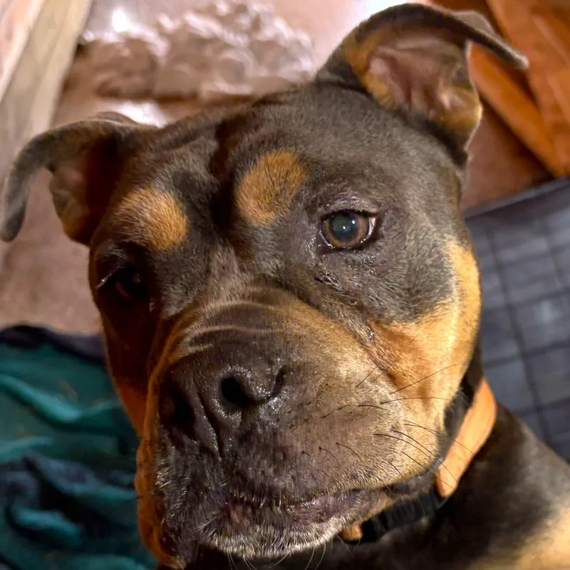 Buster Brown thumbnail 4