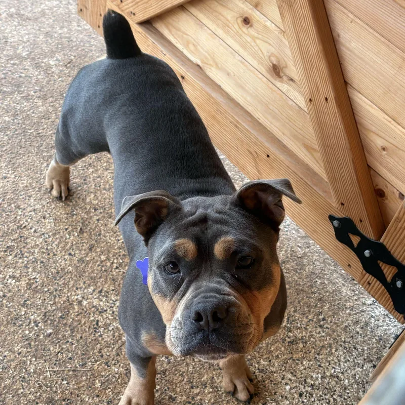 Buster Brown thumbnail 5