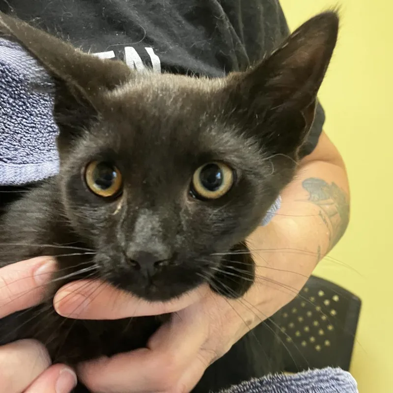 A young medium-sized male Black Domestic Short Hair cat named Zion for adoption in Wilmington, DE