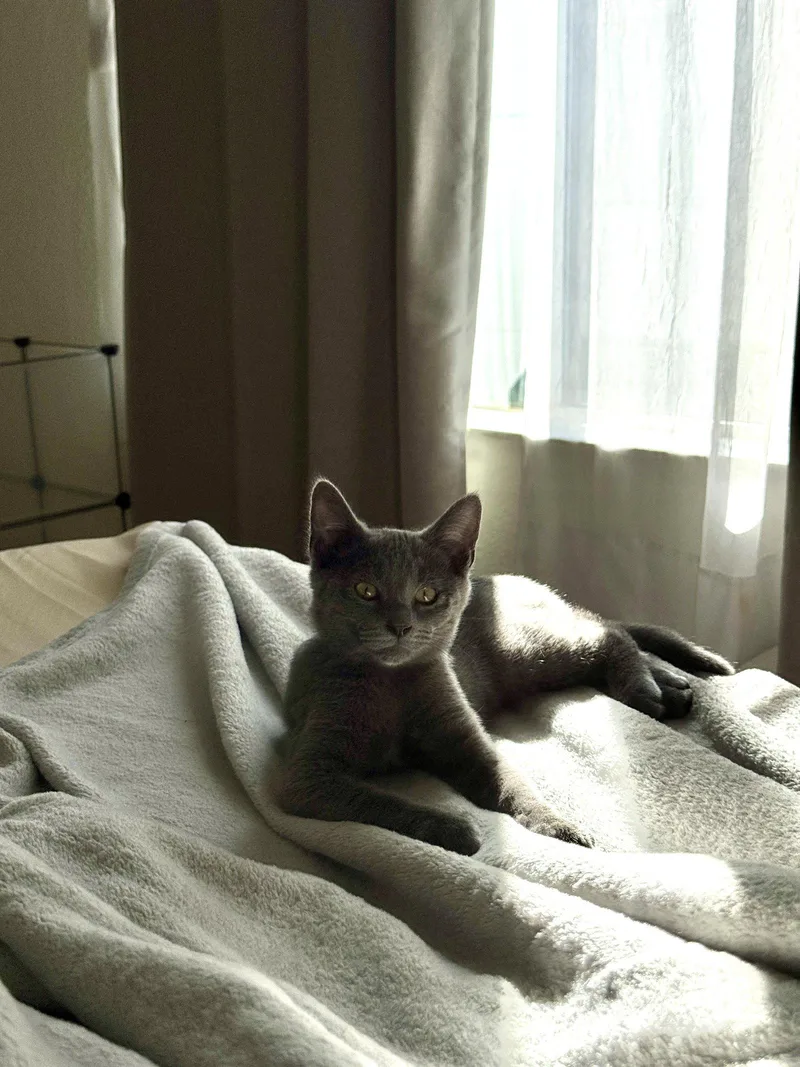 A baby medium-sized female Domestic Short Hair cat named Josie Girl for adoption in San Jose, CA