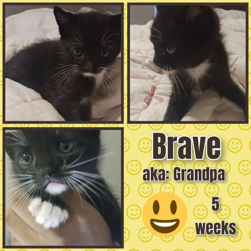 A baby small-sized male Black Domestic Short Hair cat named Brave for adoption in Milton, FL