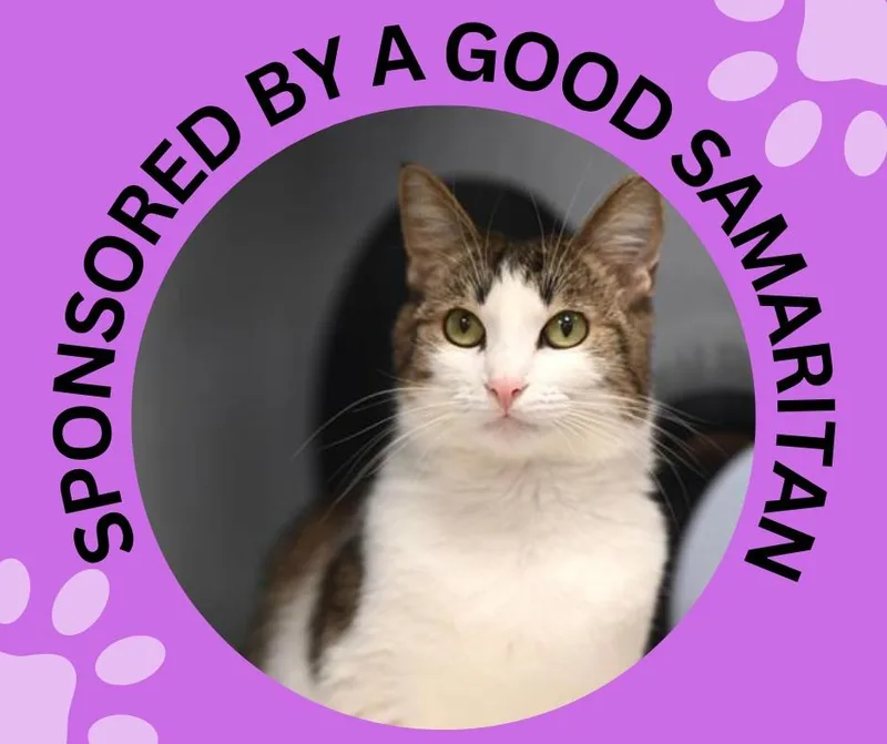 A young small-sized female Domestic Medium Hair cat named Lilo for adoption in Santa Cruz, CA