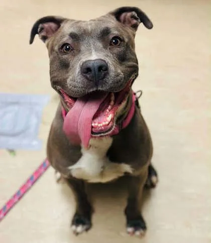 An adult large-sized female Mixed Breed dog named Jan for adoption in West Chester, PA