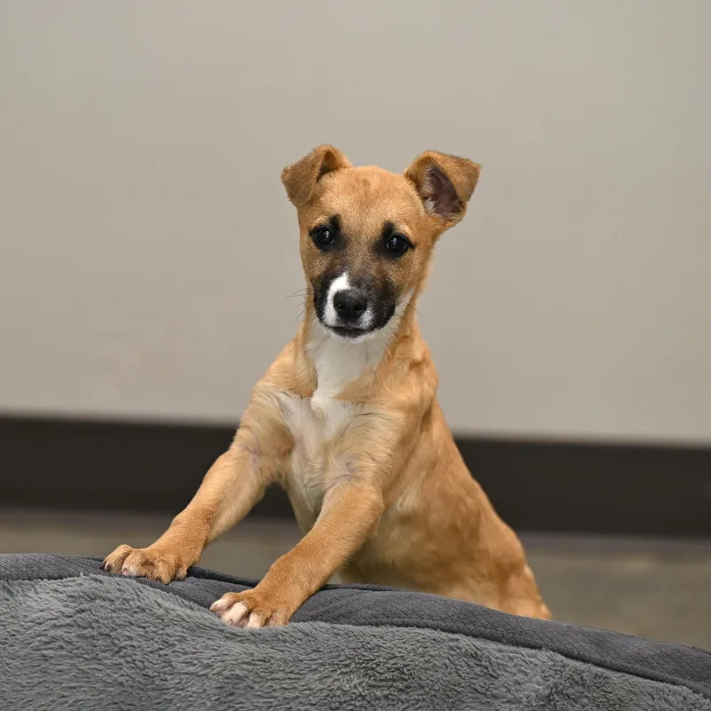 A baby small-sized female Yellow / Tan / Blond / Fawn Mountain Cur dog named Spirit for adoption in Hot Springs, AR