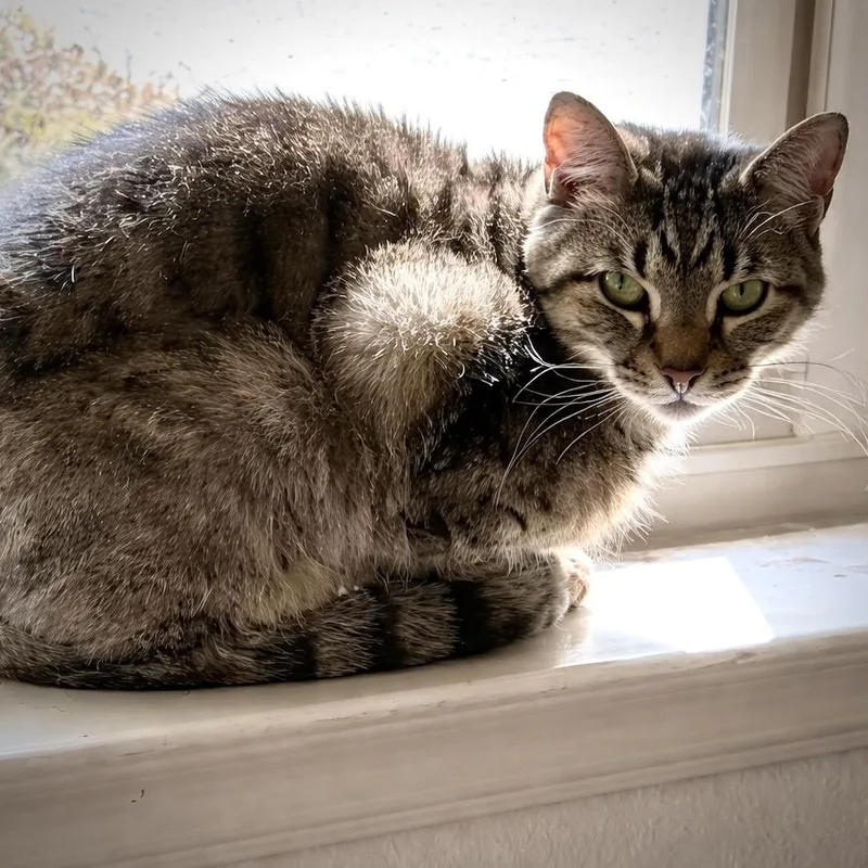 An adult large-sized female Brown / Chocolate Domestic Short Hair cat named Alter Eggo for adoption in Austin, TX