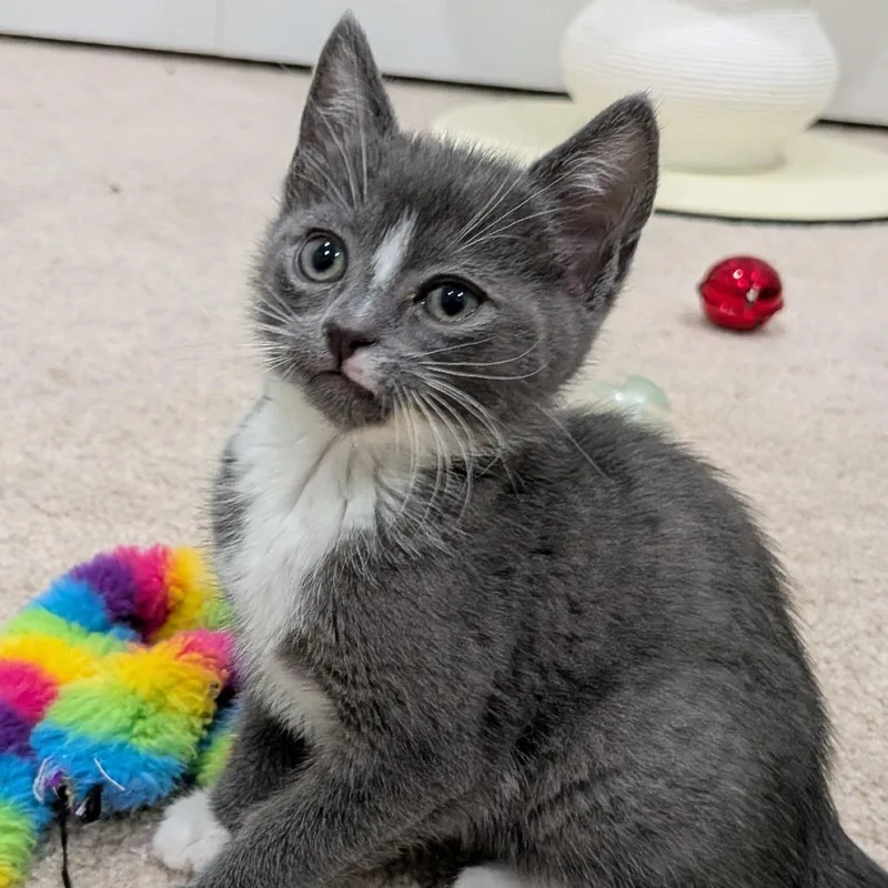 A baby small-sized female Gray / Blue / Silver Domestic Short Hair cat named Corduroy for adoption in North Branford, CT