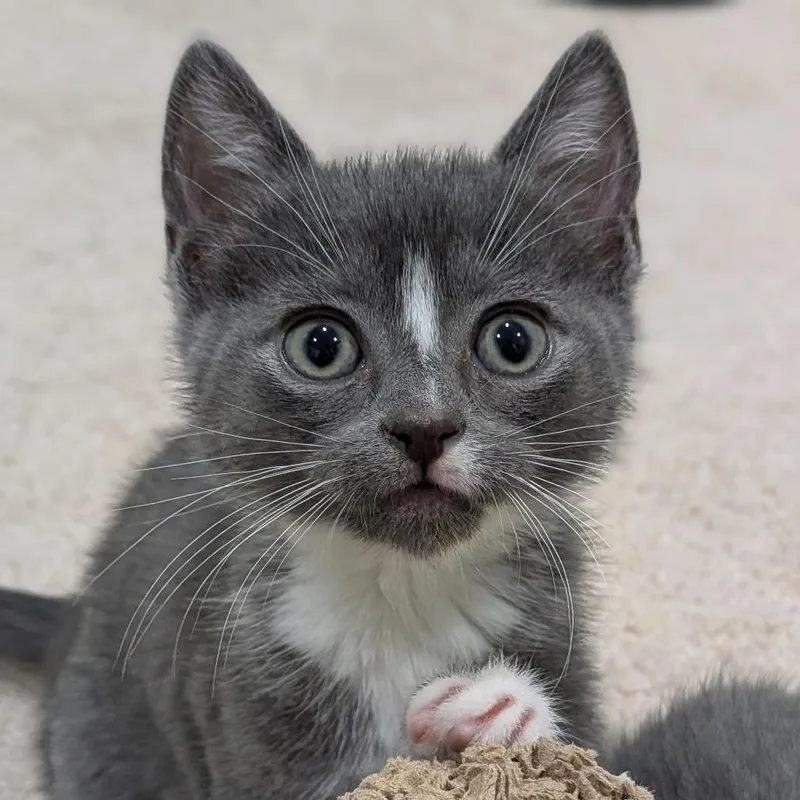 Corduroy thumbnail 5