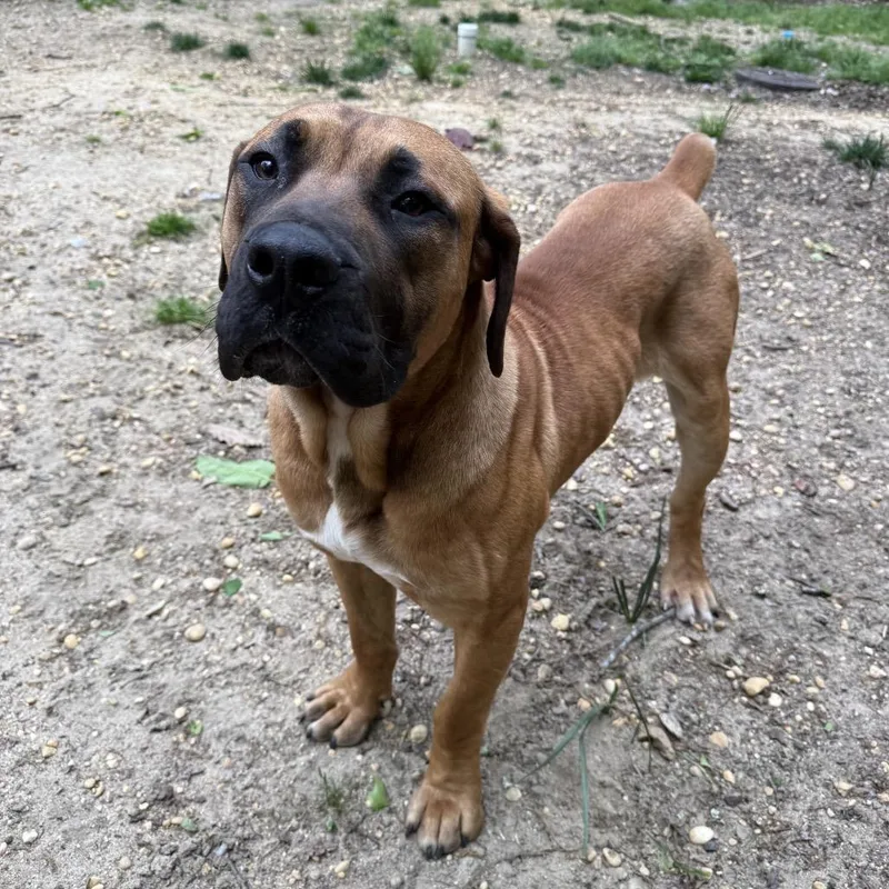 A young large-sized male Yellow / Tan / Blond / Fawn Boerboel dog named Midas for adoption in Medford, NJ