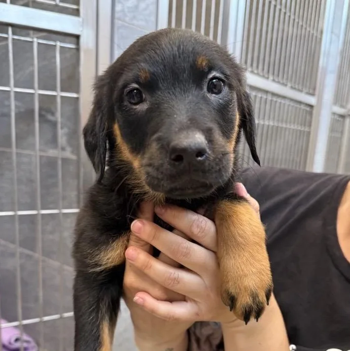 A baby large-sized female Black Mixed Breed dog named Dirt Cake for adoption in Cooperstown, NY
