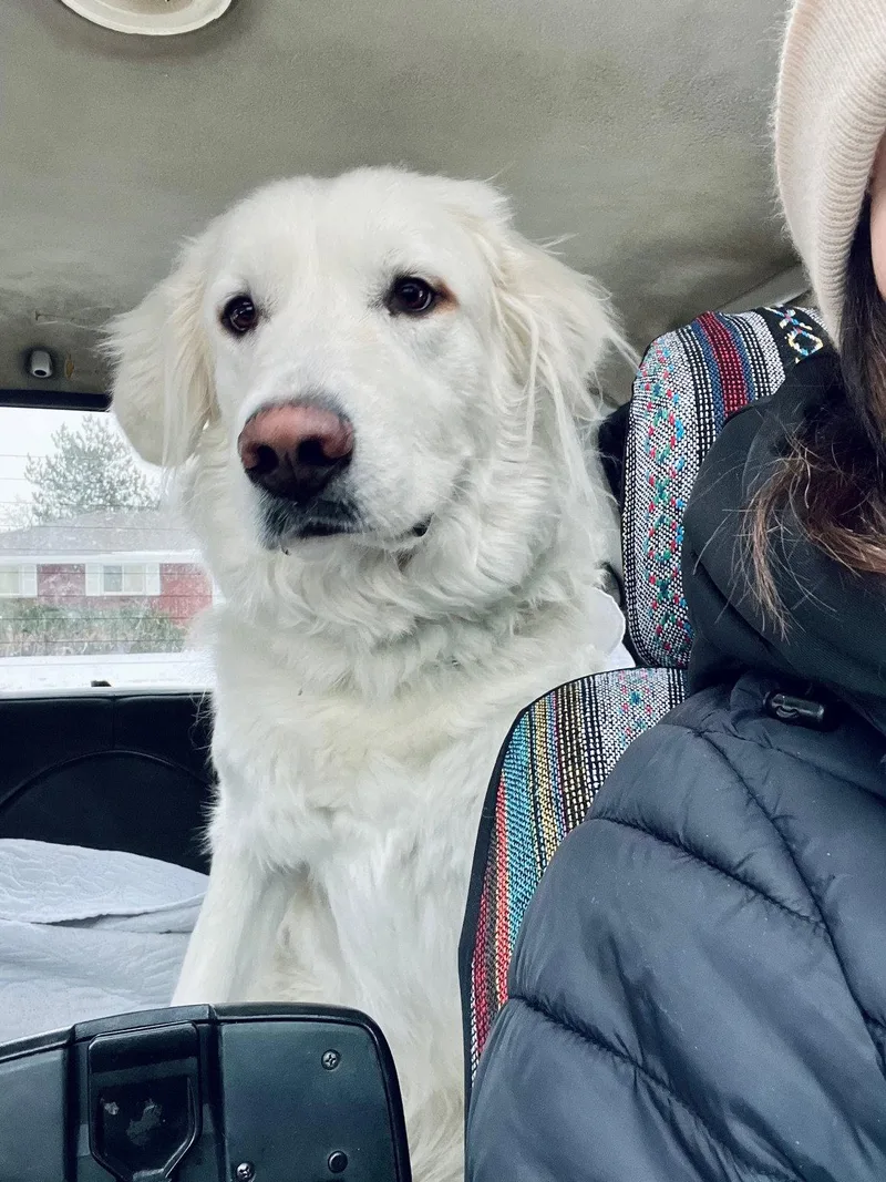 A young large-sized female Great Pyrenees dog named Sugar for adoption in Winter Park, CO