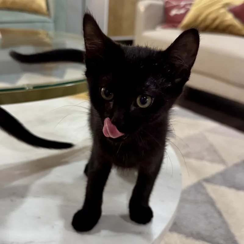 A baby small-sized female Black Domestic Short Hair cat named Onyx for adoption in Fairfax Station, VA