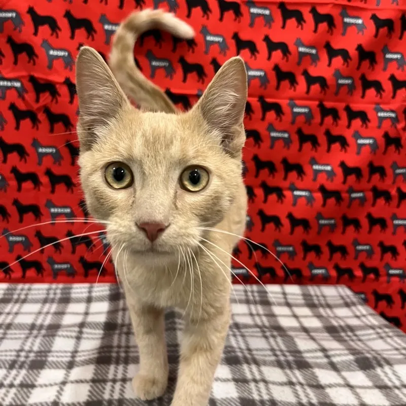 A baby medium-sized male Orange / Red Domestic Short Hair cat named Chong for adoption in Washburn, MO