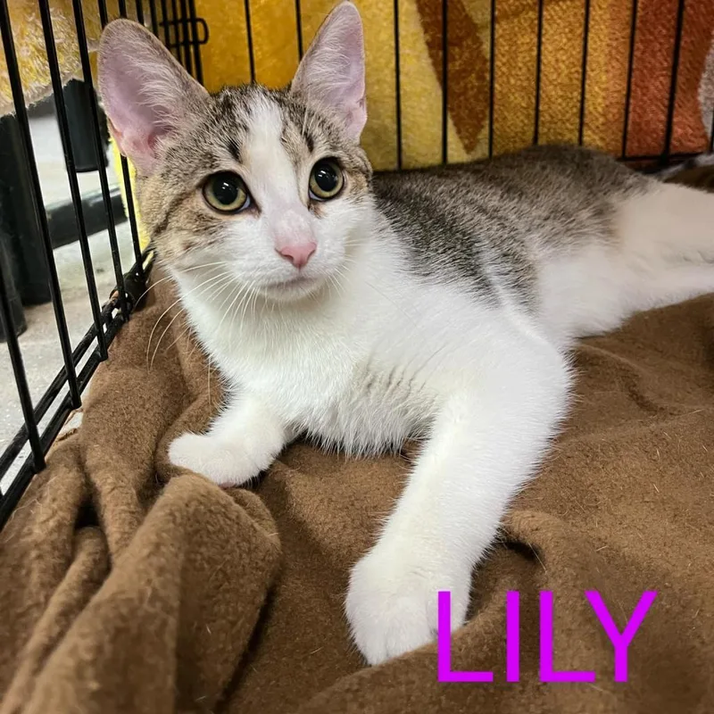 Lily thumbnail 4