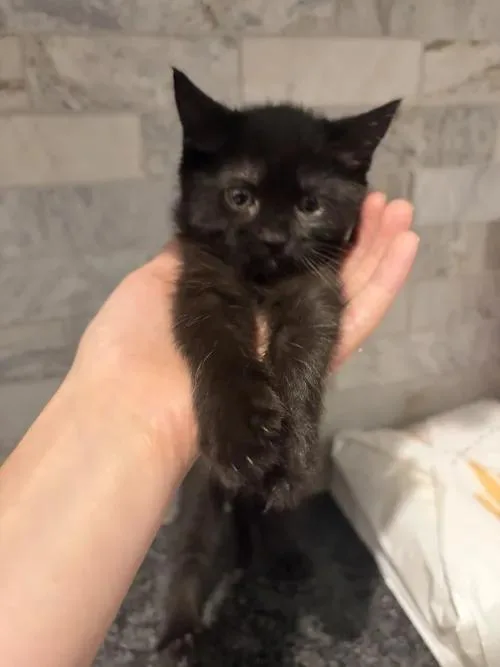 A baby small-sized female Black Domestic Short Hair cat named Luna for adoption in Pearland, TX