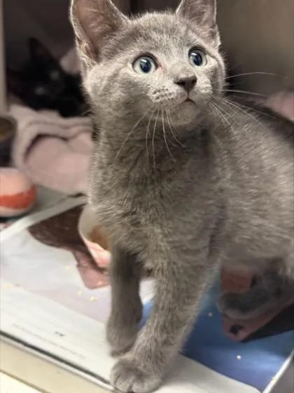 A baby small-sized male Domestic Short Hair cat named Junipurr for adoption in Madison, NJ