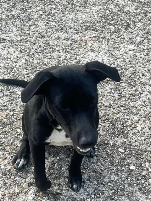 A young medium-sized female Labrador Retriever dog named A for adoption in Houston, TX