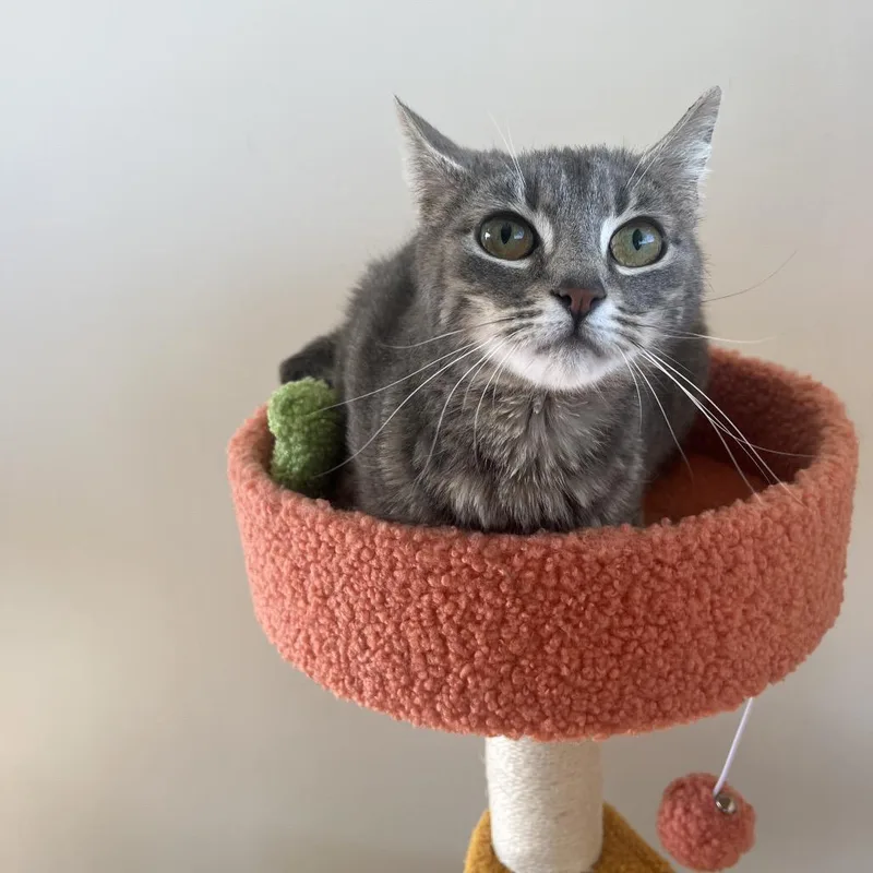 A young small-sized female Gray / Blue / Silver Domestic Short Hair cat named Stella for adoption in Pasadena , MD