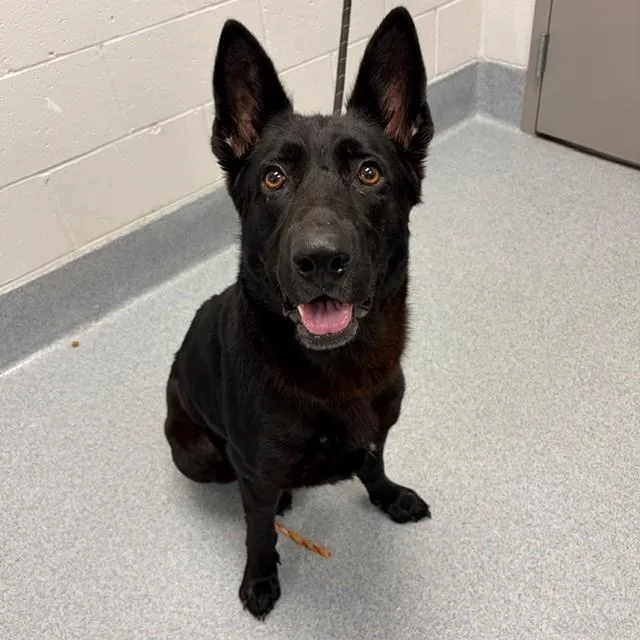 A young large-sized female German Shepherd Dog dog named Dahlia for adoption in Indianapolis, IN