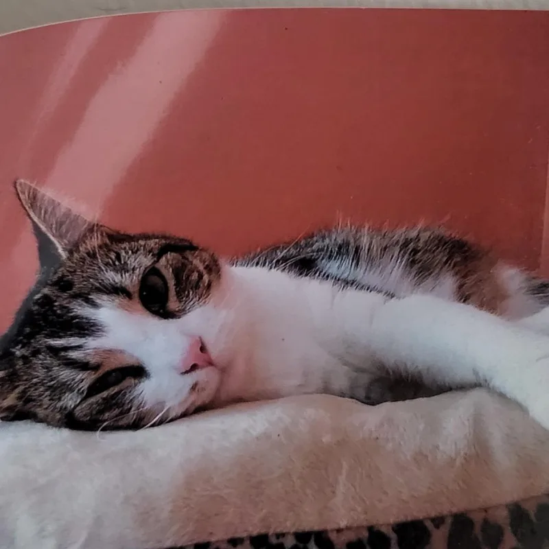 A senior medium-sized female Gray / Blue / Silver Domestic Short Hair cat named Gretchen for adoption in Manchester, CT