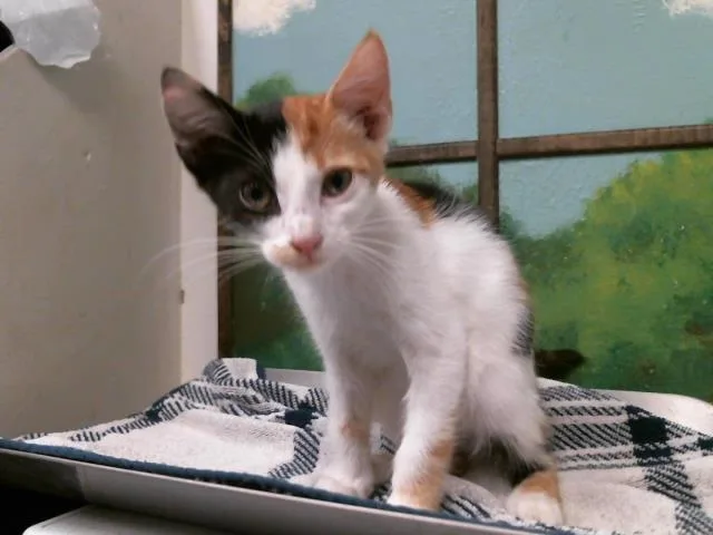 A baby small-sized female Domestic Short Hair cat named Suzy for adoption in Houston, TX